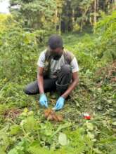 CTPH Lab Technologist Laurence collecting Gorilla