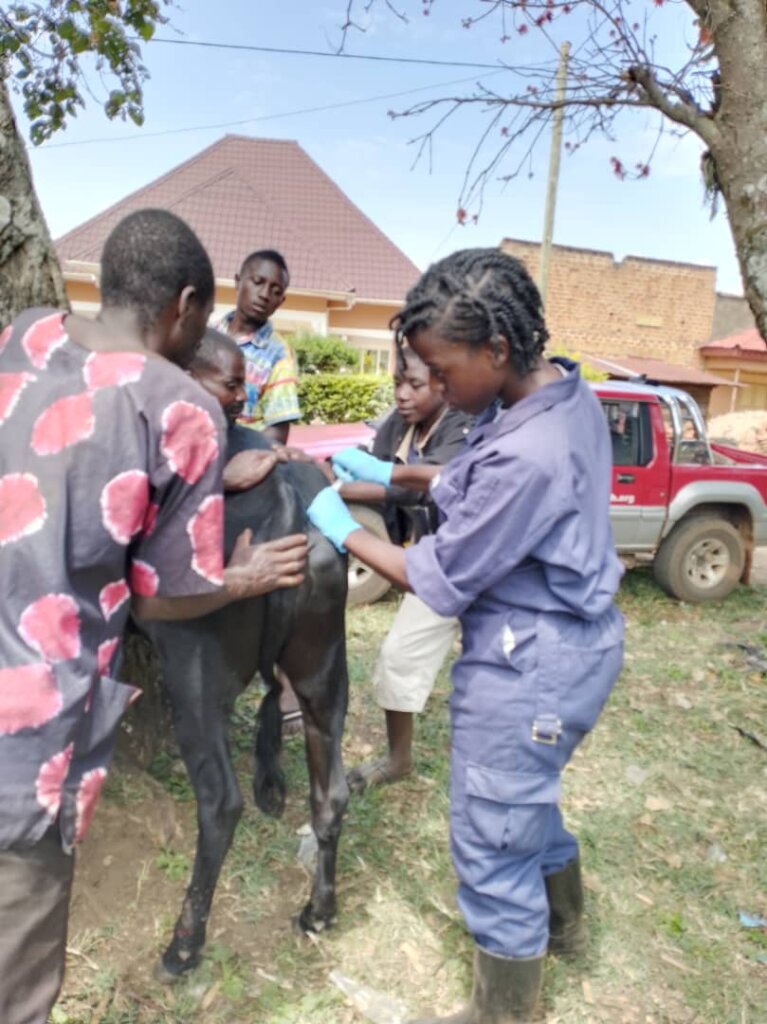 Veterinary officer Dr. Gloria collecting samples