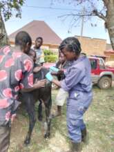 Veterinary officer Dr. Gloria collecting samples