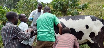 Our team collecting samples from cattle
