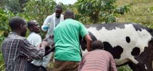 Our team collecting samples from cattle