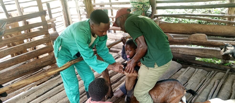 CTPH vet officer Dr Allan Deworming goats