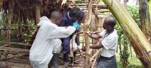 Our Team collecting samples from goats