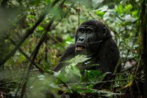 Gorilla in Bwindi. Photo by UNEP_Kibuuka Mukisa