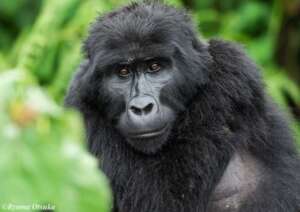 Mountain gorilla in Bwindi. Photo by Ryoma Otsuka