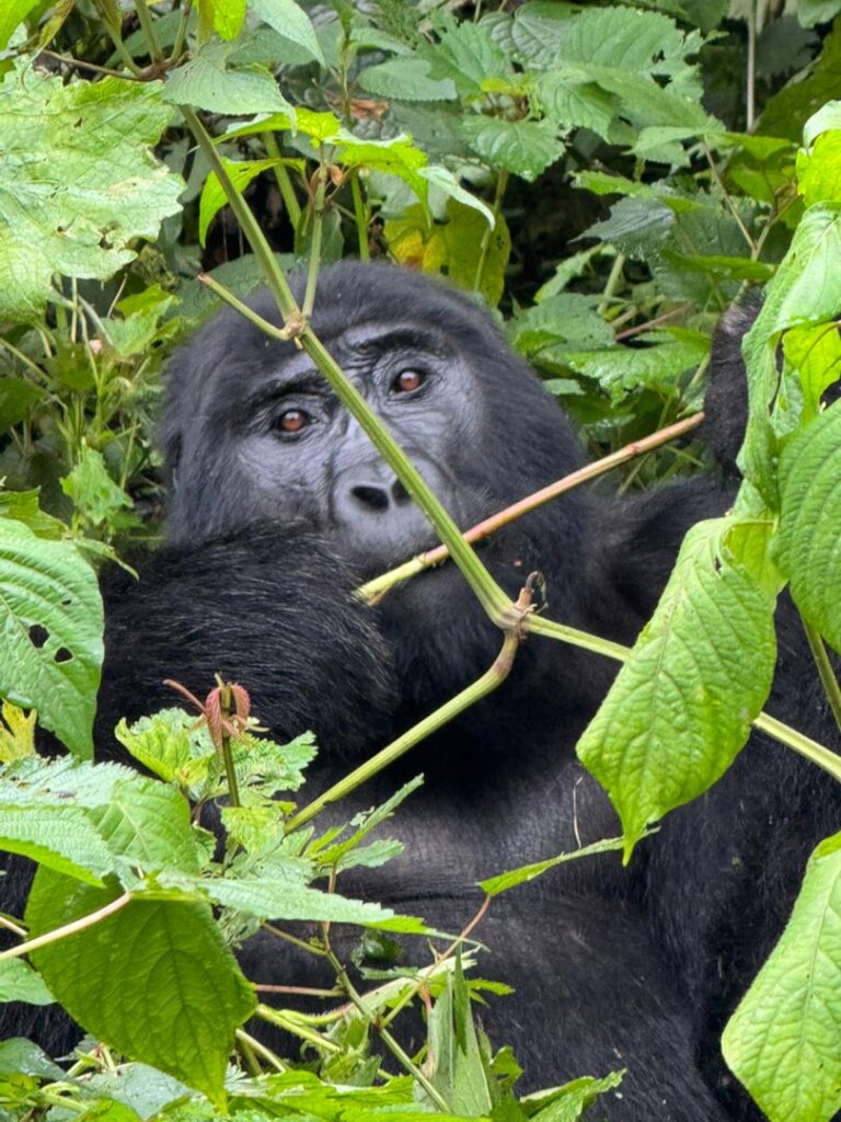 Karureta from Katwe Gorilla Family