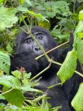 Karureta from Katwe Gorilla Family