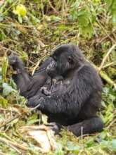 Adult Female Mukidebe with her baby