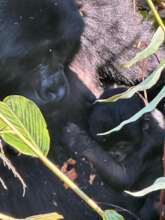 Adult Female Nyampazi with her Baby