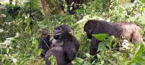 Some members of Busingye Gorilla Family