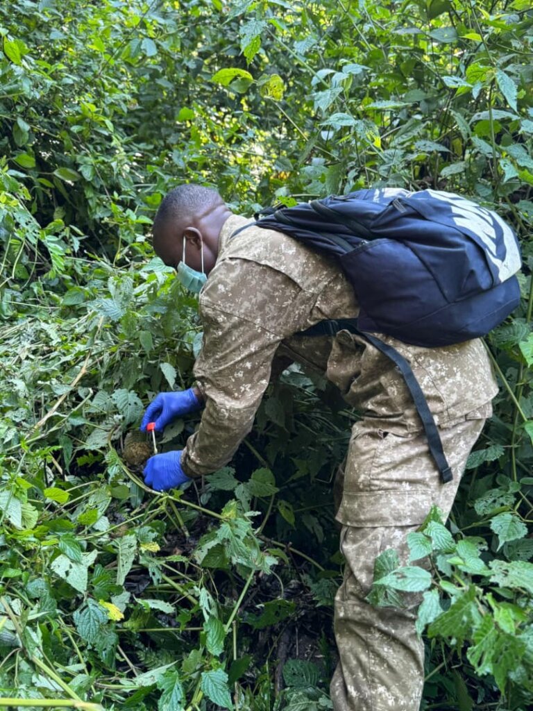 UWA ranger collecting fecal samples from a nest