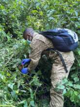 UWA ranger collecting fecal samples from a nest