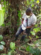 CTPH Team collecting gorilla fecal samples