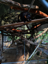 Several coati enclosures allow for lots of space