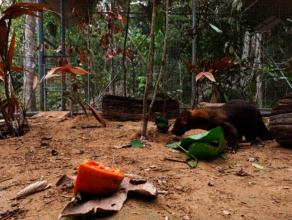 Ivan the tayra enjoys his new enclosure at JC