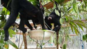 Spider Monkeys in their new enclosure at JC