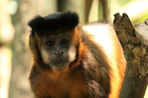 Pepa, a capuchin monkey at Machia