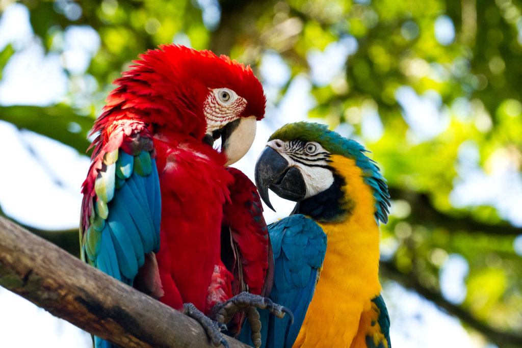 Move 167 Rescued Animals to their New Home!