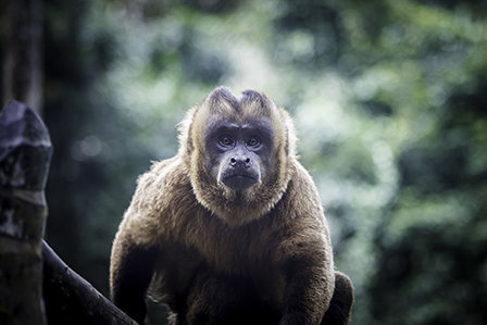 Budiman, a capuchin monkey