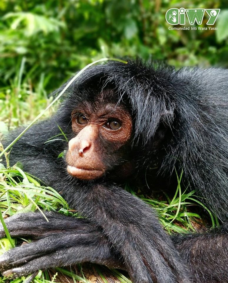 Move 167 Rescued Animals to their New Home!