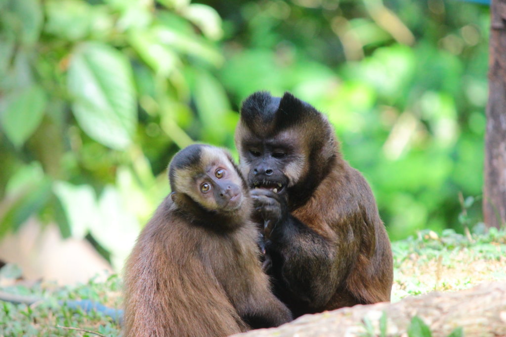 Move 167 Rescued Animals to their New Home!