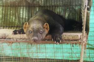 Ivan the tayra