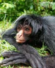 Negra the spider monkey