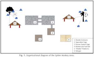 Spider Monkey Area design