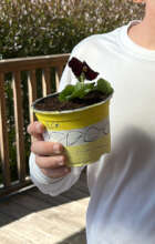 Plant and decorated pot, "Harim" school family day