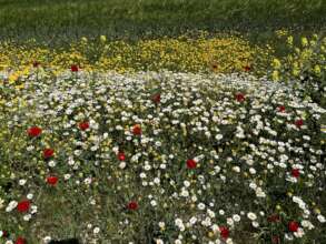 Spring outside the Harim School