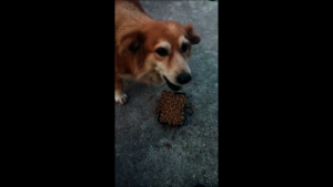 Stray dog from El Encantado