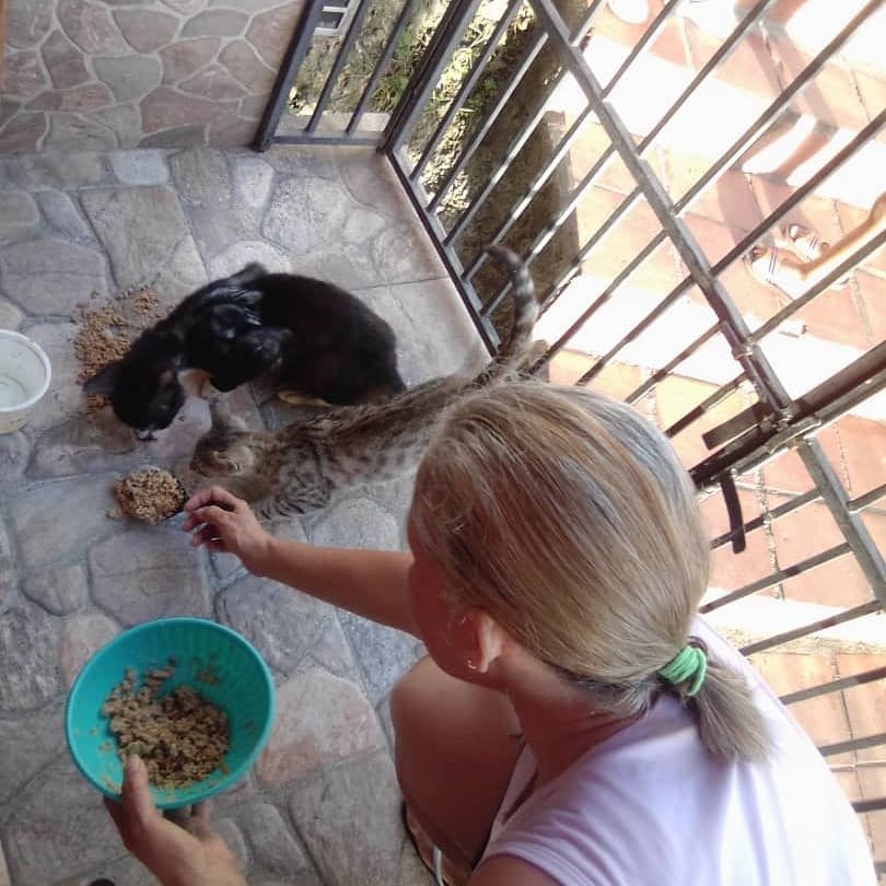 Improve 3K community dog&cat feeding in Venezuela