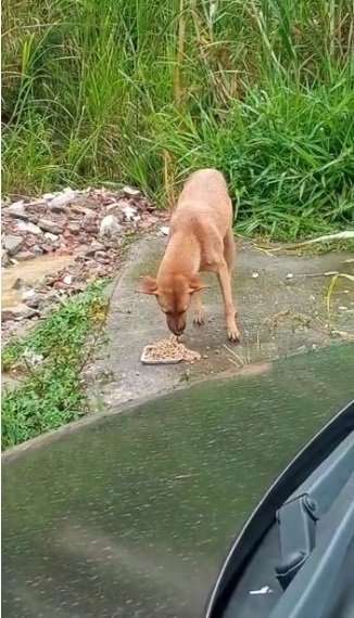 Improve 3K community dog&cat feeding in Venezuela