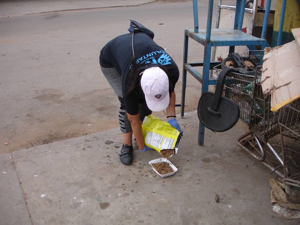 Improve 3K community dog&cat feeding in Venezuela