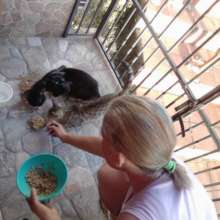 Feeding community Cats