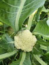 Cauliflower grown in the Smart Kitchen Garden