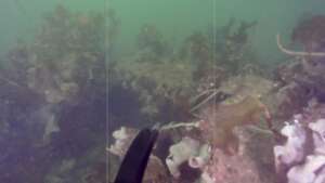 Rapid Kelp Growth on Oceanite Modules