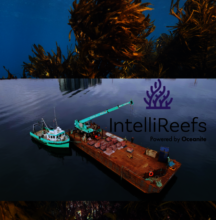 Kelp Module Deployment and Kelp Closeup Photo