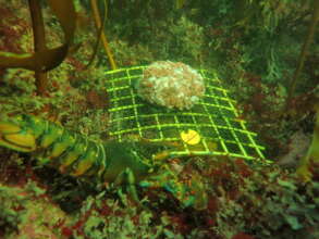 Hundreds of Kelp Growth Modules Researched