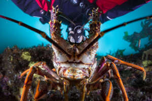 Lobsters LOVE to Grow on Oceanite!