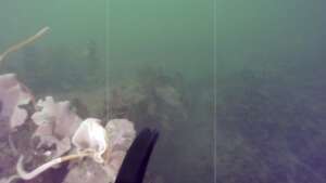 Kelp Restoration IntelliReefs Project in Halifax