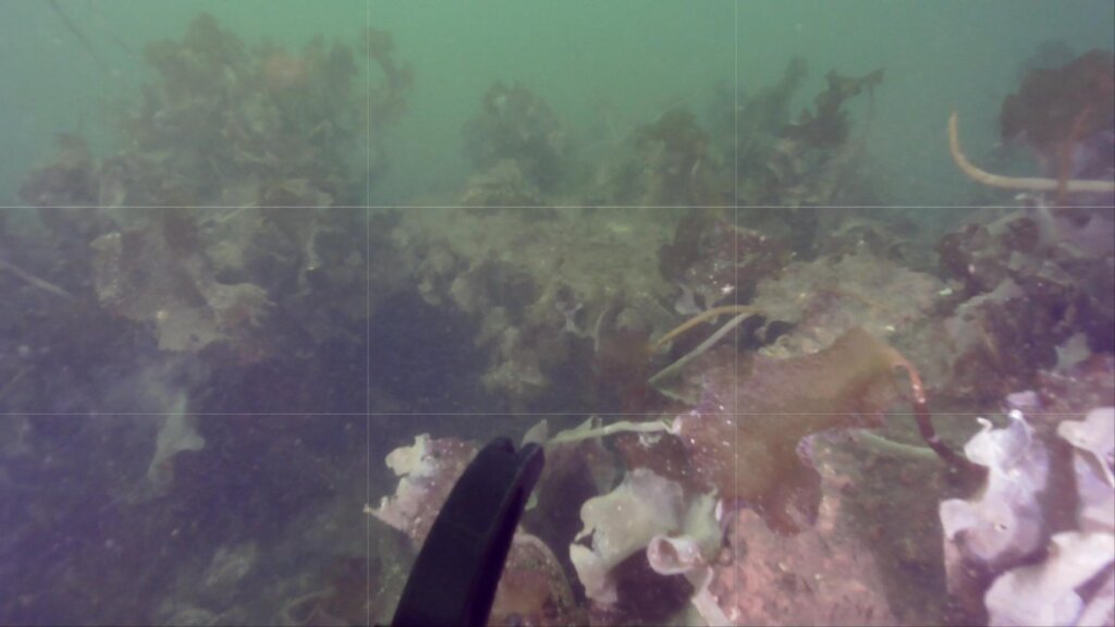 Kelp Growth Success in COVE Harbour Halifax