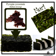 Red Algae, Nori, Seaweed Identification Aid