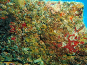 Marine Species Biodiversity on Oceanite