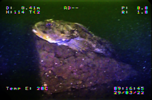 Fish Guarding Eggs Oceanite Kelp Habitat