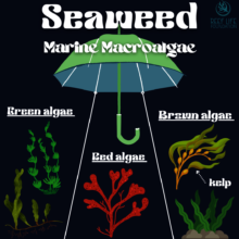 Marine Macroalgae: Seaweed Umbrella Term Diagram
