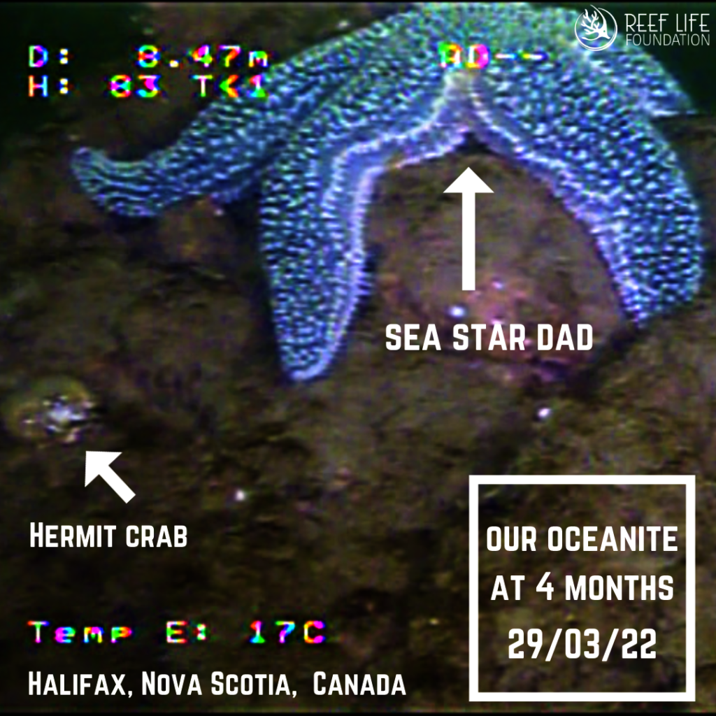 Sea Star Dad at Oceanite BIRTHING GROUND!