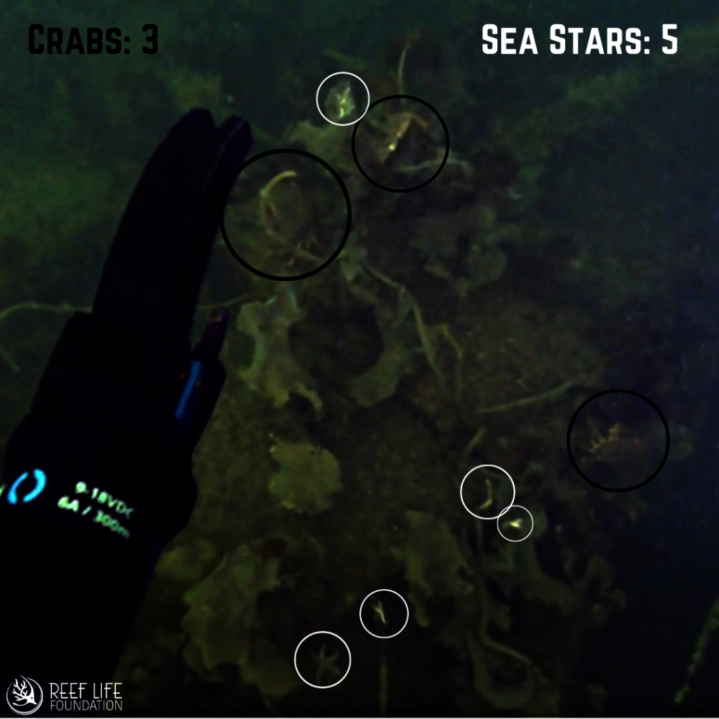 Crabs and Sea Stars Thriving Oceanite Habitat