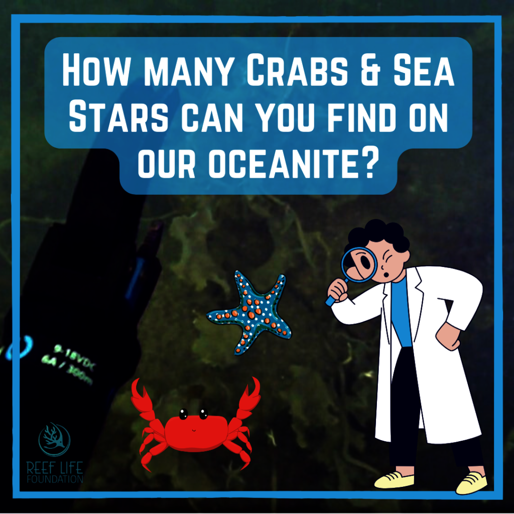 What Species Can You Find on our Oceanite?!