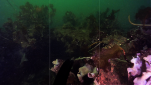 IntelliReefs Kelp Module 8-Month Success